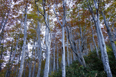 151002_autumn_forest.jpg